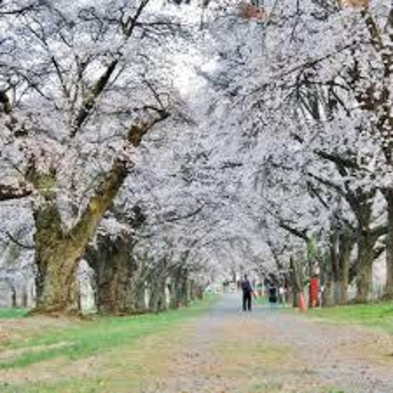 【桜＋新緑プラン】信州の桜　標高差があるので４月末までお花見OK!今年は新緑と一緒に楽しめます。
